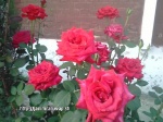 Imrankhan439 Flowers7